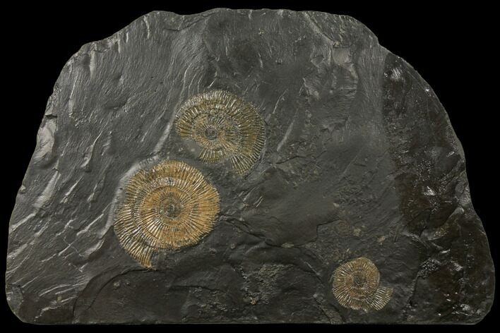 Dactylioceras Ammonite Cluster With Hanger - Germany #132721